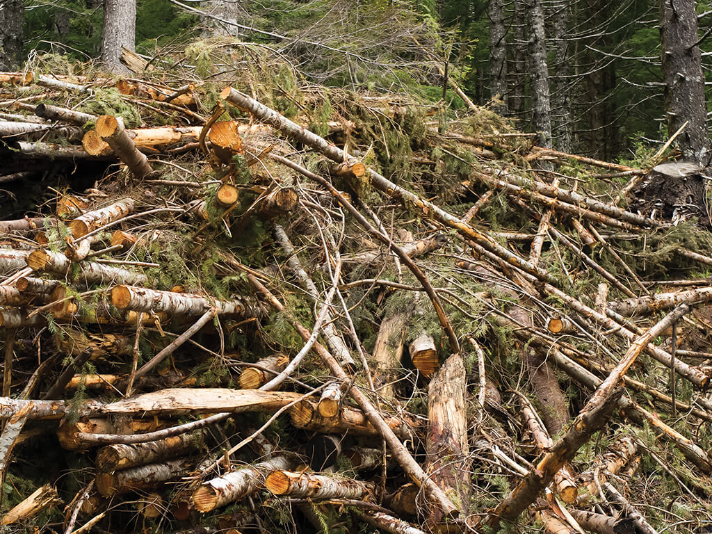 Biomass Lumber Industry